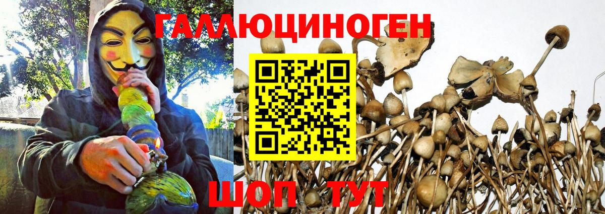 Псилоцибиновые грибы GOLDEN TEACHER Липецк